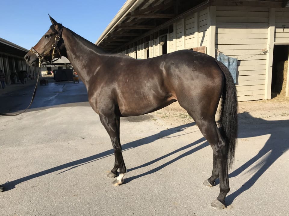Whodunnitandran - Thoroughbred Mare For Sale