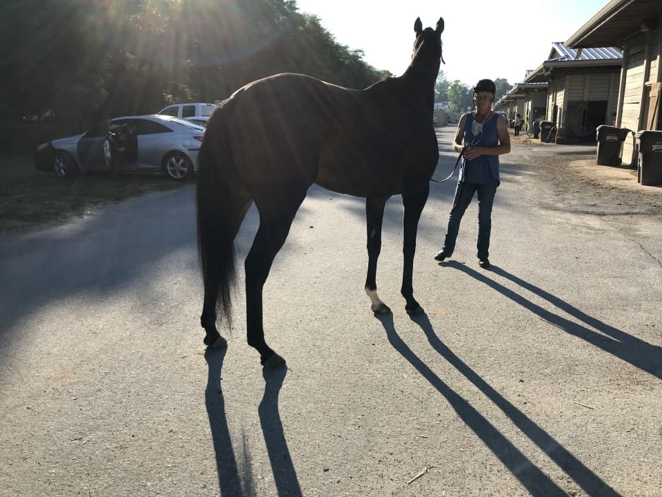 Whodunnitandran - Thoroughbred Mare For Sale