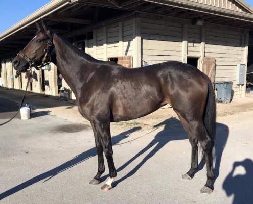 Whodunnitandran Thoroughbred Horse For Sale