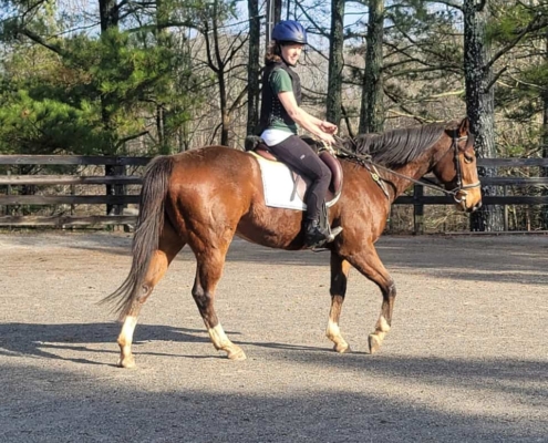 Forrest Cat - Thoroughbred Horse - SOLD!