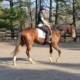 Forrest Cat - Thoroughbred Horse - SOLD!