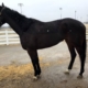 Cause She Can - Black Thoroughbred Mare For Sale