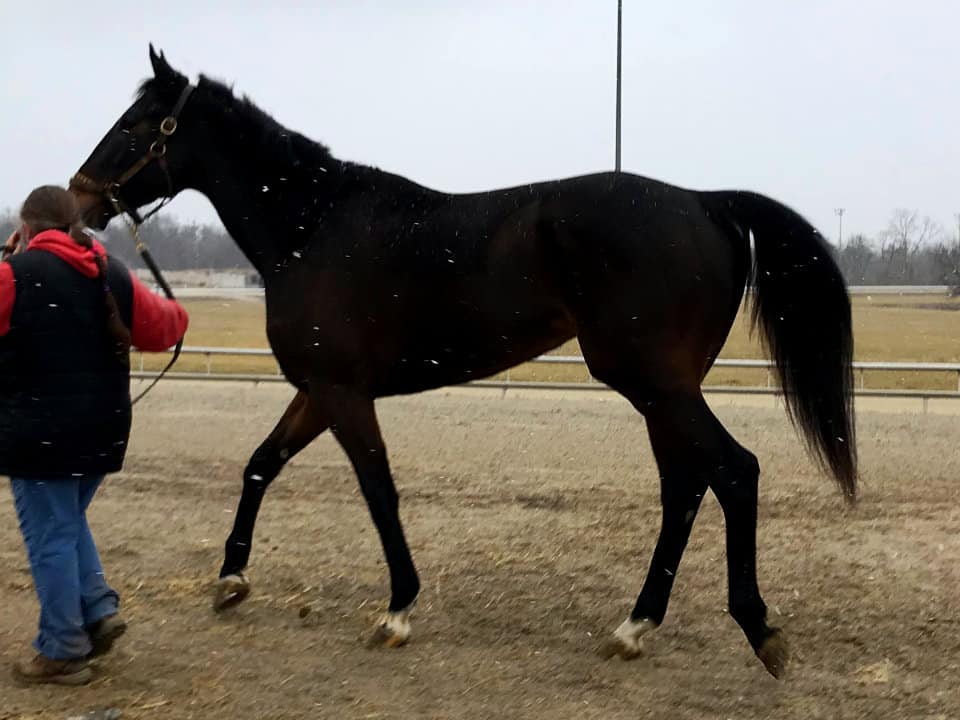 Cause She Can - Black Thoroughbred Mare For Sale