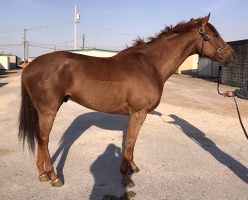 Pitman Valley - Thoroughbred Horse For Sale