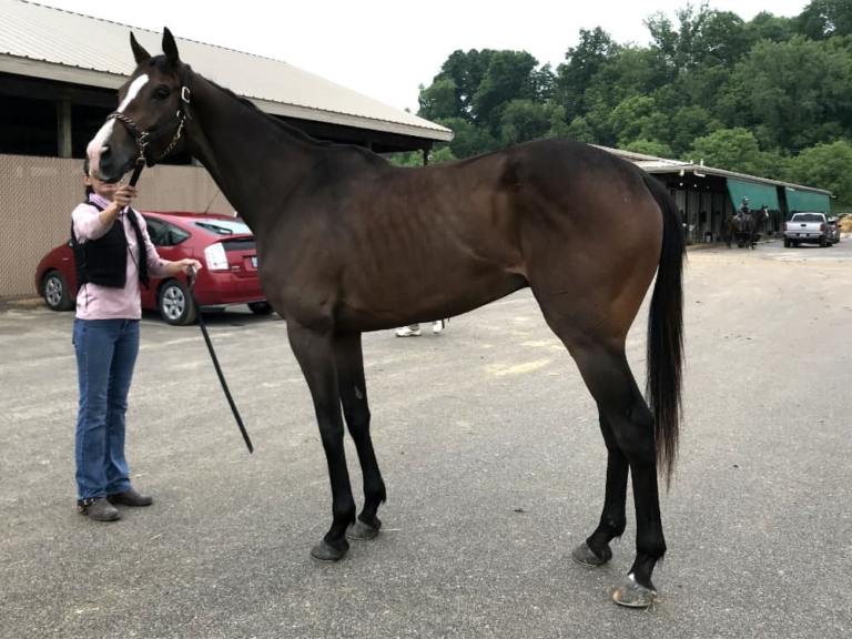 Thoroughbred Horses For Sale from Bits & Bytes Farm