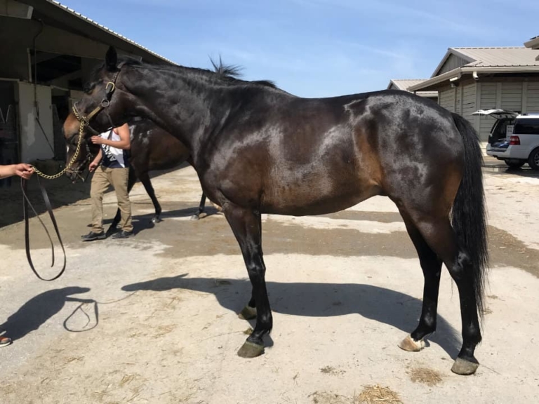 Thoroughbred Horses For Sale from Bits & Bytes Farm