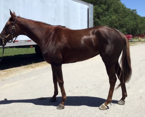 Jillaina - Thoroughbred-horse-for-sale