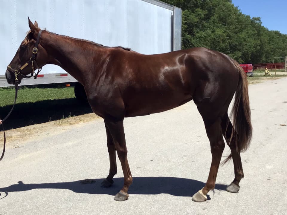 Jillaina - Thoroughbred-horse-for-sale