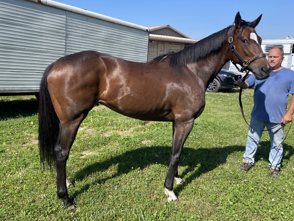 Omi Ten - Thoroughbred Mare For Sale - Bits & Bytes Farm