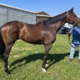 Omi Ten - Thoroughbred Mare For Sale