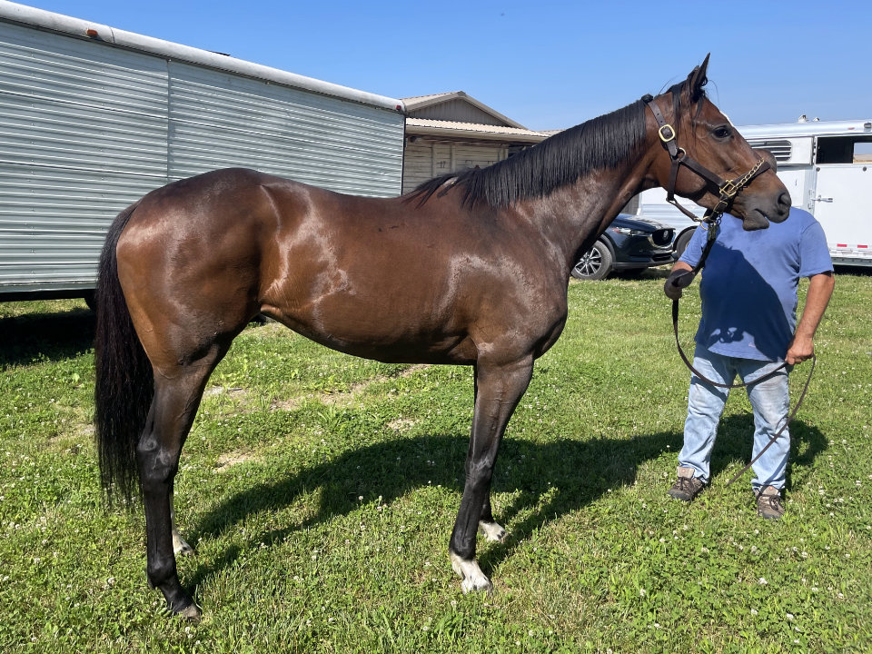 Omi Ten - Thoroughbred Mare For Sale