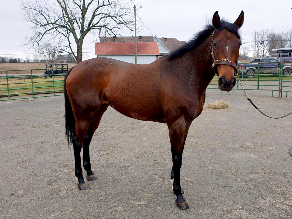 Arista Bird - thoroughbred Mare for sale - Bits & Bytes Farm