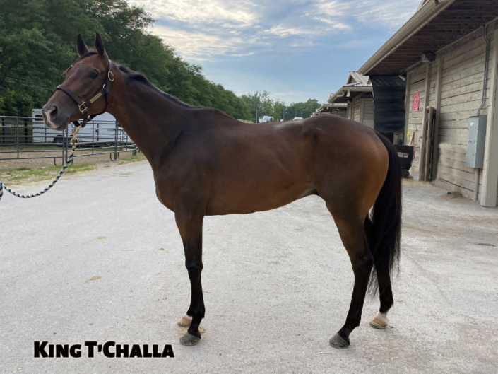 King T'Challa is our newest Thoroughbred horse for sale