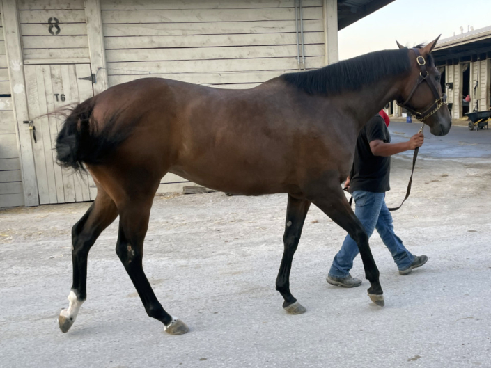 Luiza - Thoroughbred Filly For Sale Bits & Bytes Farm