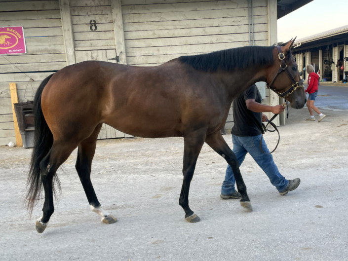 Luiza - Thoroughbred Filly For Sale Bits & Bytes Farm