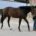 Luiza - Thoroughbred Filly For Sale Bits & Bytes Farm