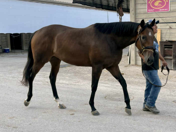 Luiza - Thoroughbred Filly For Sale Bits & Bytes Farm