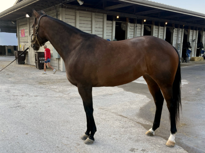 Luiza - Thoroughbred Filly For Sale Bits & Bytes Farm