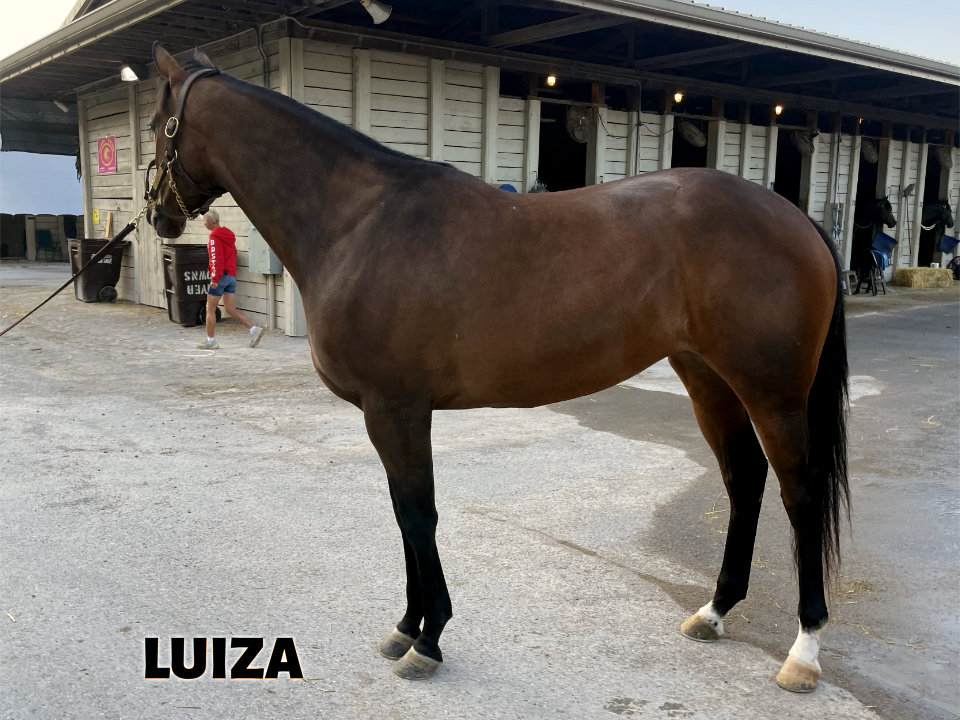 Luiza - Thoroughbred Filly For Sale