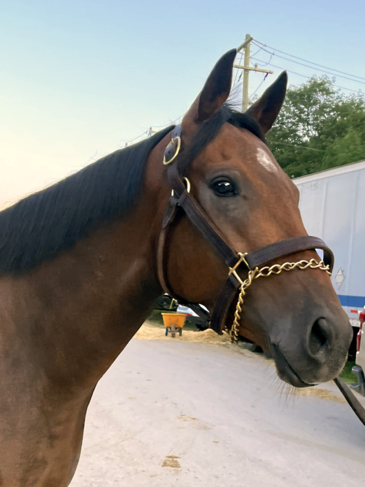 Luiza - Thoroughbred Filly For Sale Bits & Bytes Farm