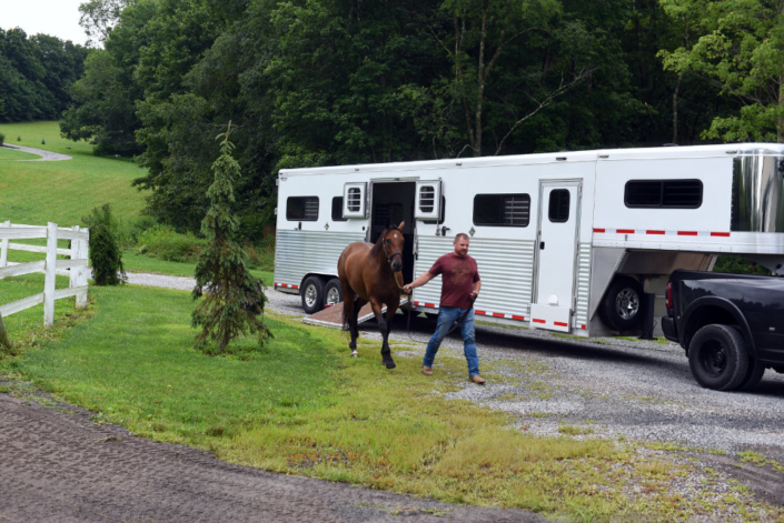 Thoroughbred horse, Luiza arrives at her new home in West Virginia