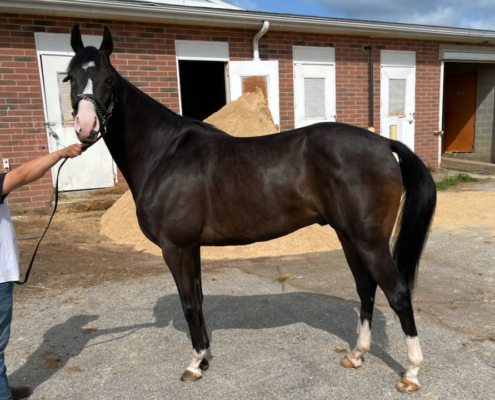Twisted Pride - Thoroughbred Horse For Sale - Bits & Bytes Farm