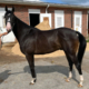 Twisted Pride - Thoroughbred Horse For Sale - Bits & Bytes Farm