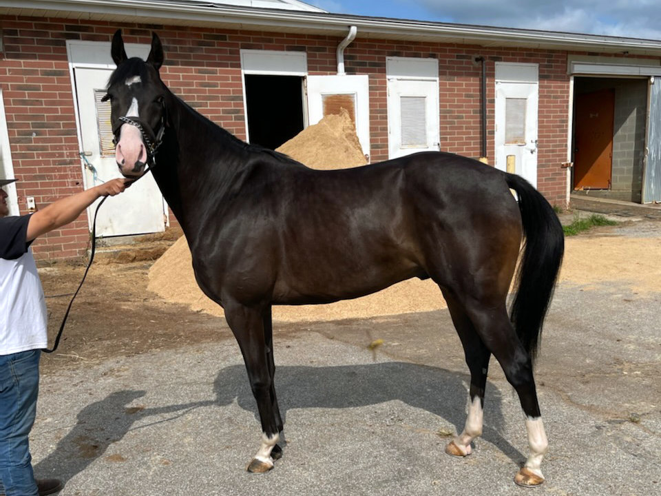 Twisted Pride - Thoroughbred Horse For Sale - Bits & Bytes Farm