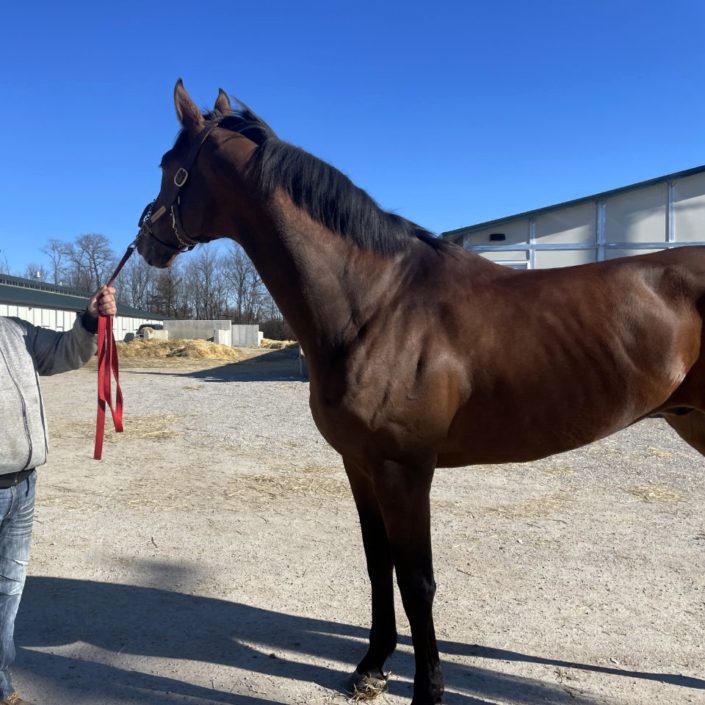 Artemus Eagle - Thoroughbred horse for Sale - Bits & Bytes Farm
