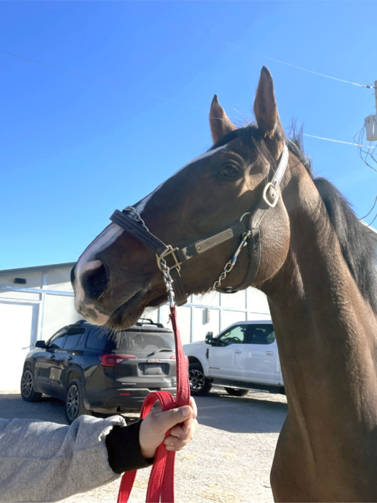 Artemus Eagle - Thoroughbred horse for Sale - Bits & Bytes Farm