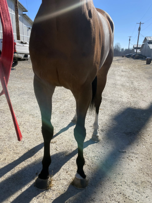 Artemus Eagle - Thoroughbred horse for Sale - Bits & Bytes Farm