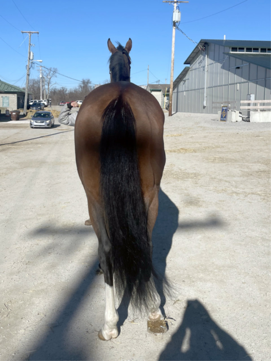 Artemus Eagle - Thoroughbred horse for Sale - Bits & Bytes Farm