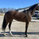 Artemus Eagle - Thoroughbred horse for Sale - Bits & Bytes Farm