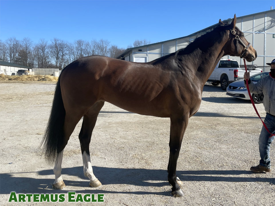 Artemus Eagle - Thoroughbred horse for Sale - Bits & Bytes Farm