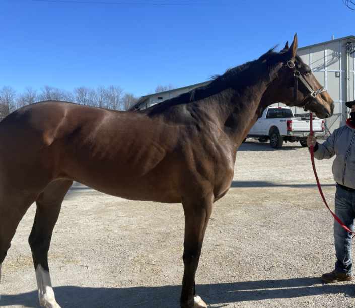 Artemus Eagle - Thoroughbred horse for Sale - Bits & Bytes Farm