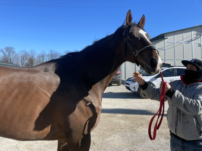 Artemus Eagle - Thoroughbred horse for Sale - Bits & Bytes Farm