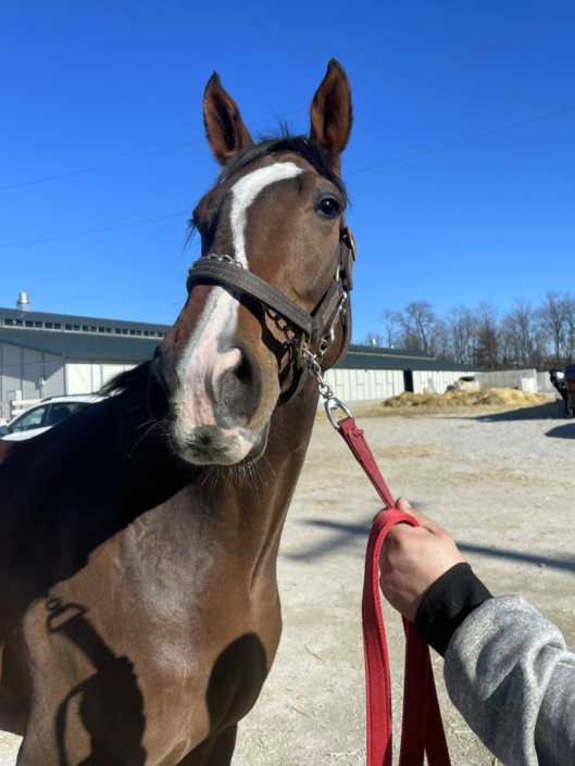 Artemus Eagle - Thoroughbred horse for Sale - Bits & Bytes Farm