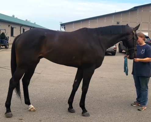 My Dude Billy is a 2021 Thoroughbred gelding for sale from Bits & Bytes Farm