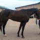My Dude Billy is a 2021 Thoroughbred gelding for sale from Bits & Bytes Farm