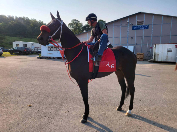 My Dude Billy is a 2021 Thoroughbred gelding for sale from Bits & Bytes Farm