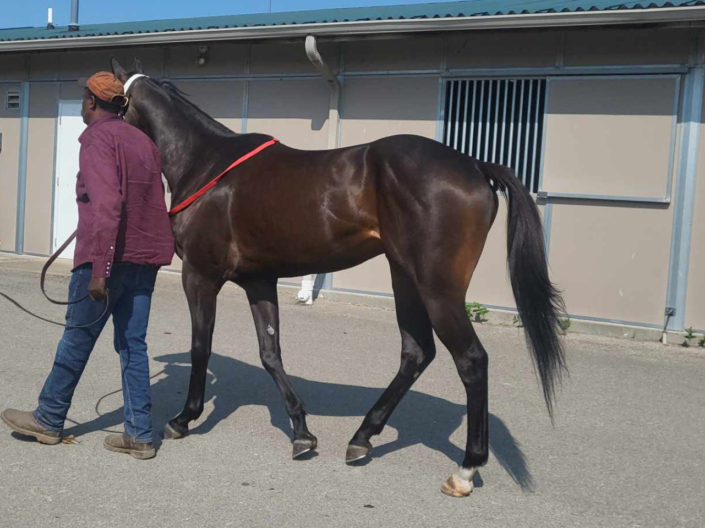 My Dude Billy is a 2021 Thoroughbred gelding for sale from Bits & Bytes Farm