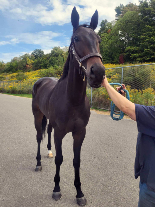 My Dude Billy is a 2021 Thoroughbred gelding for sale from Bits & Bytes Farm