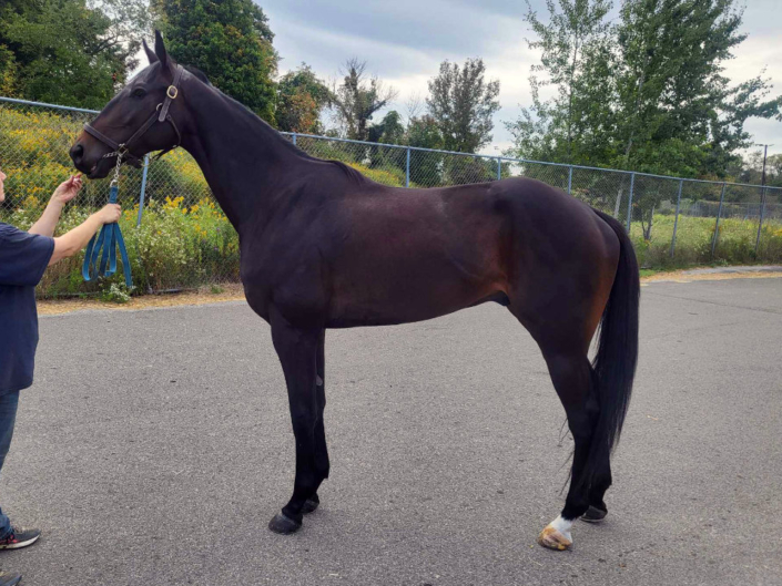 My Dude Billy is a 2021 Thoroughbred gelding for sale from Bits & Bytes Farm