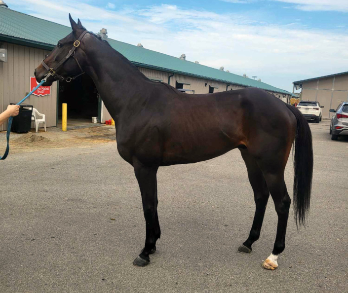 My Dude Billy is a 2021 Thoroughbred gelding for sale from Bits & Bytes Farm