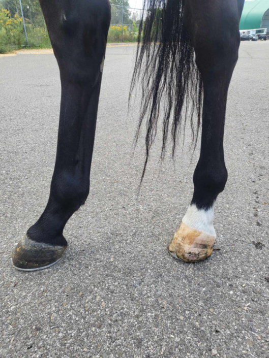 My Dude Billy is a 2021 Thoroughbred gelding for sale from Bits & Bytes Farm