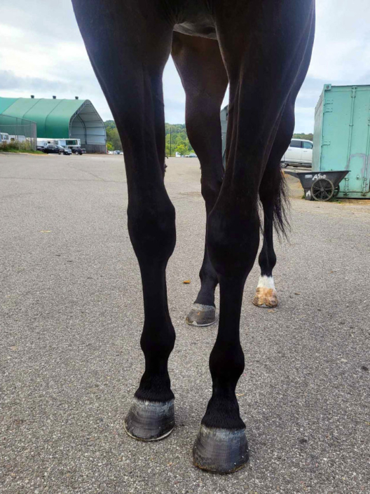 My Dude Billy is a 2021 Thoroughbred gelding for sale from Bits & Bytes Farm
