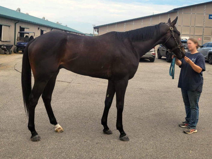 My Dude Billy is a 2021 Thoroughbred gelding for sale from Bits & Bytes Farm