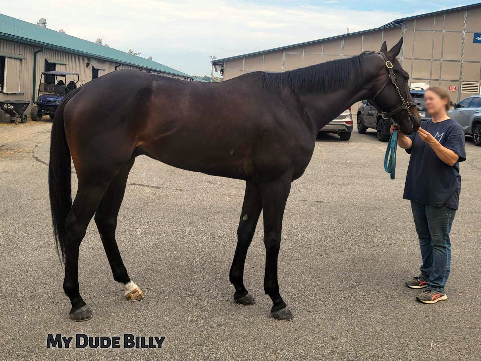 My Dude Billy is a 2021 Thoroughbred gelding for sale from Bits & Bytes Farm