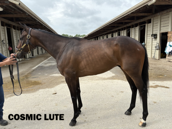 Cosmic Lute - a bay Thoroughbred horse for sale