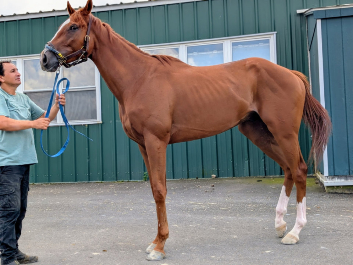 Michi 2022 chestnut Thoroughbred horse for sale profile